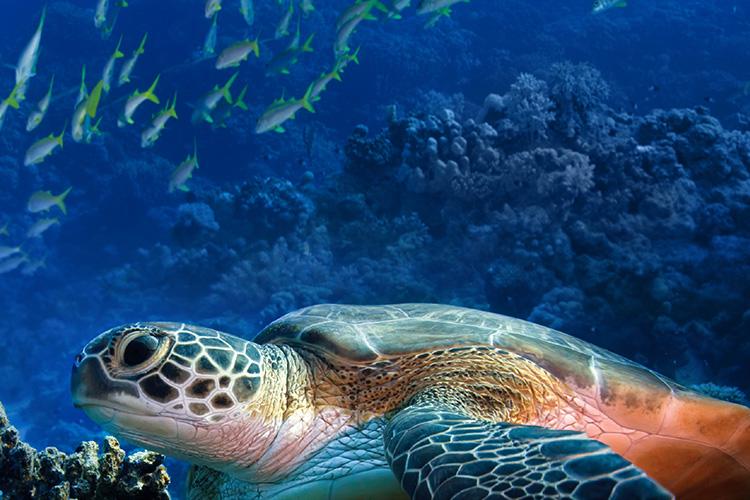 Turtle